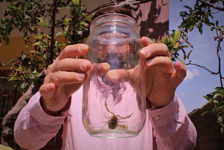 Van'da bir evi akrepler bastı!  G5