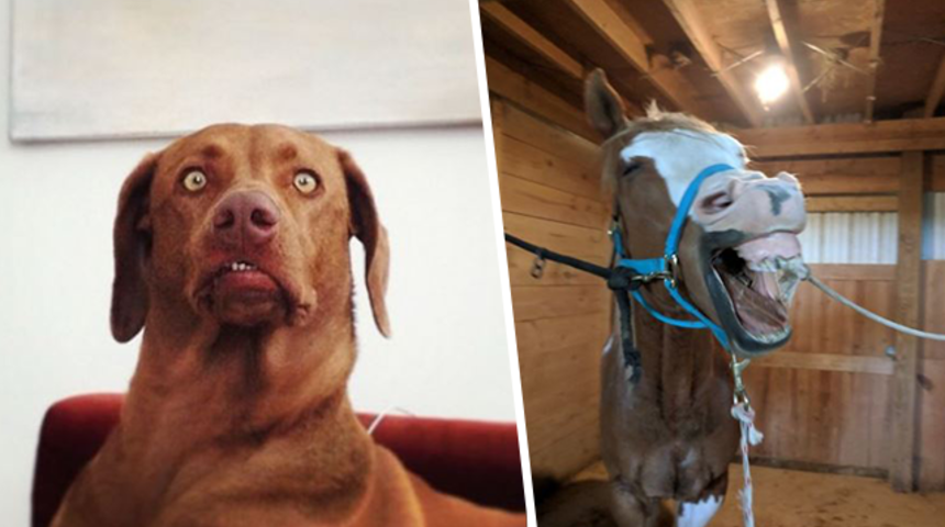 Gülmekten kendinizi alamayacağınız en komik hayvan fotoğrafları