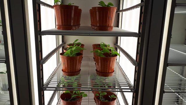 Endemik bitkiler, doku kültürü laboratuvarında üretildi