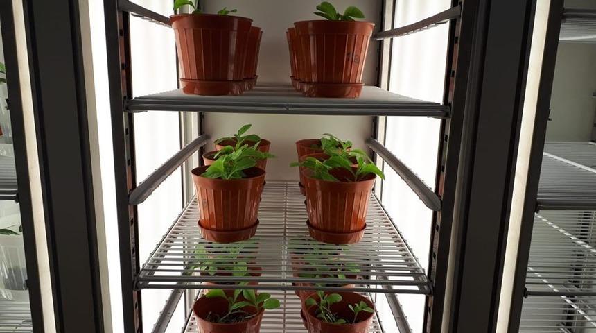 Endemik bitkiler, doku k&uuml;lt&uuml;r&uuml; laboratuvarında &uuml;retildi