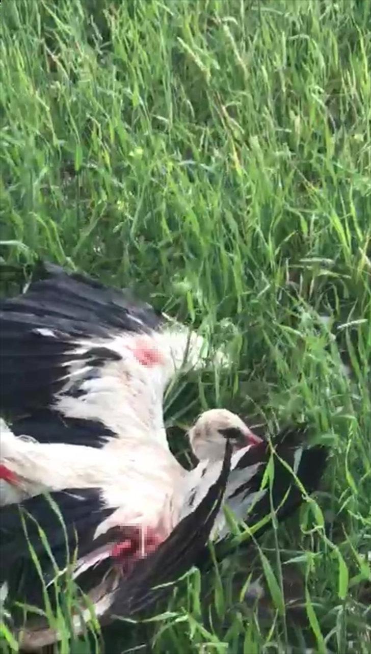 Ankara'da leylek dolu yüzünden bu hale geldi! Gören kafasını çevirdi G5