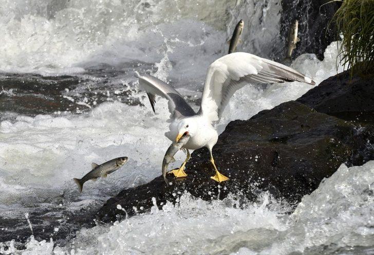 İnci kefalinin martılar ile mücadelesi G1