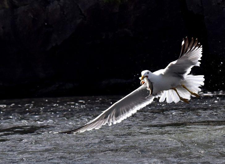 İnci kefalinin martılar ile mücadelesi G2