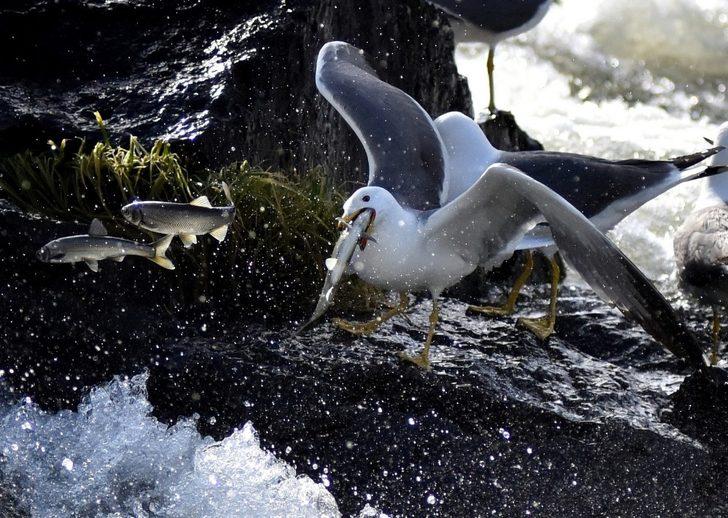 İnci kefalinin martılar ile mücadelesi G3