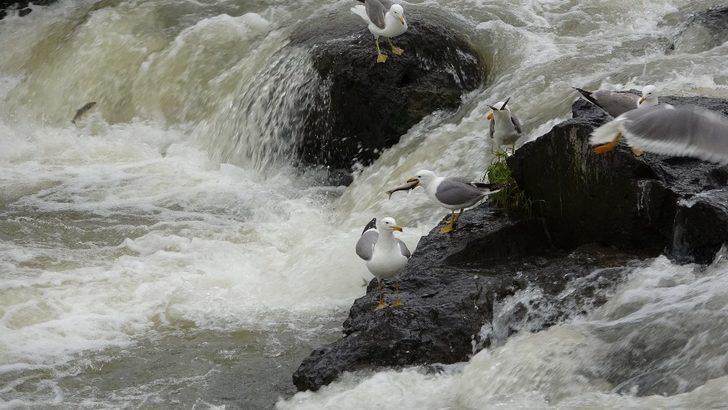 İnci kefalinin martılar ile mücadelesi G4