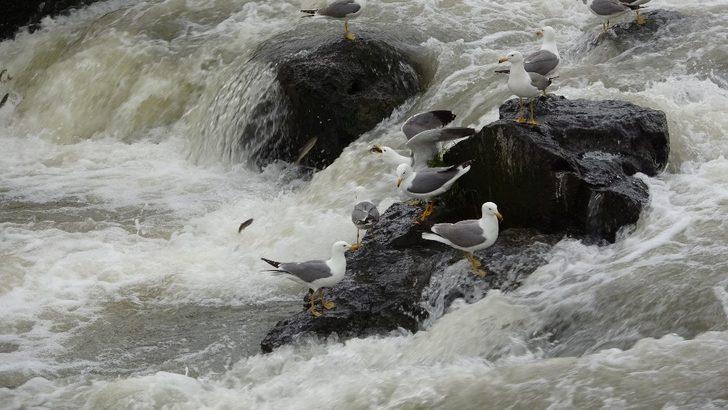 İnci kefalinin martılar ile mücadelesi G5