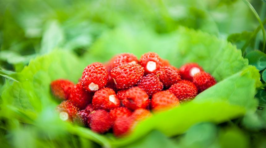 Kokusu bile huzur veriyor: Sadece ormanlık alanda yetişen dağ çileğinin faydaları