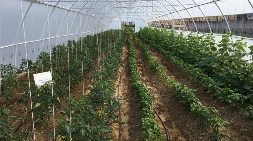 Bursa E Tipi Cezaevi&rsquo;nde zira&icirc; &uuml;retim başladı