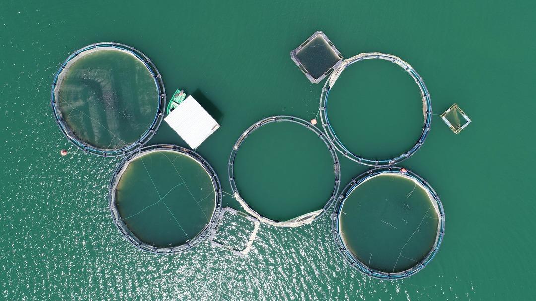 Van'da &uuml;retilen alabalıklar, 5 kente g&ouml;nderiliyor