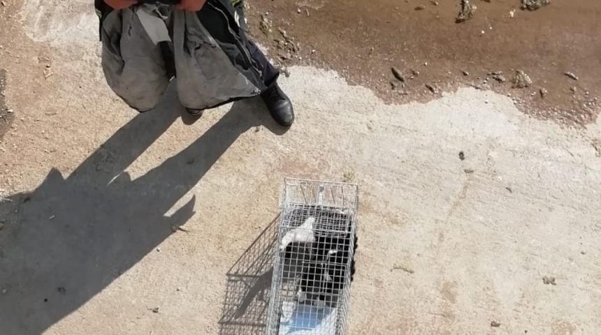 Dereye d&uuml;şen kediyi itfaiye ekipleri kurtardı