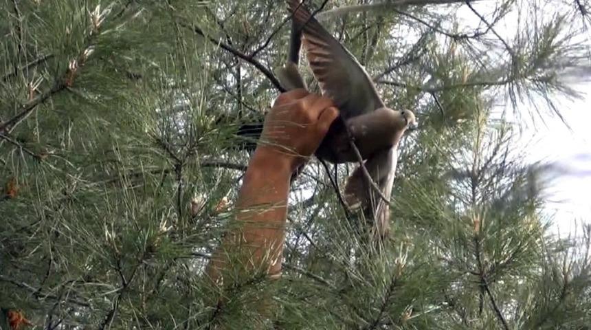 İtfaiye ekipleri g&uuml;vercin i&ccedil;in seferber oldu