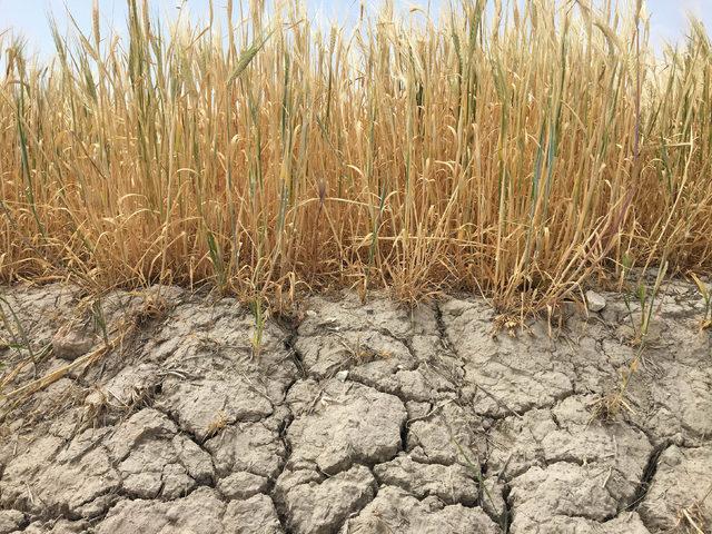 Konya Ovası'nda yağış yetersizliği buğday rekoltesini düşürdü