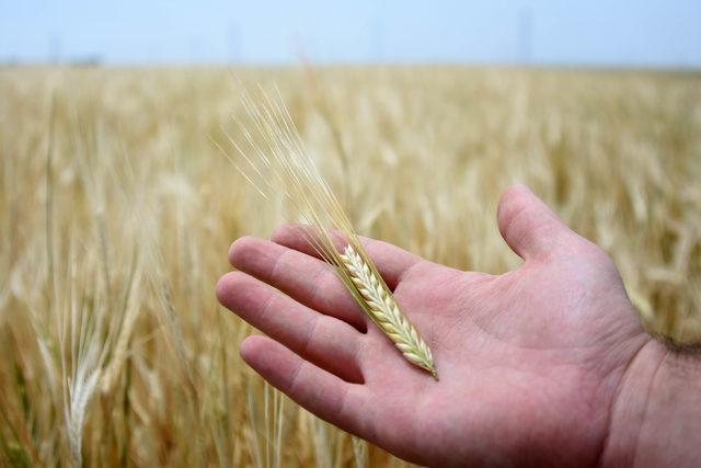 Konya Ovası'nda yağış yetersizliği buğday rekoltesini düşürdü