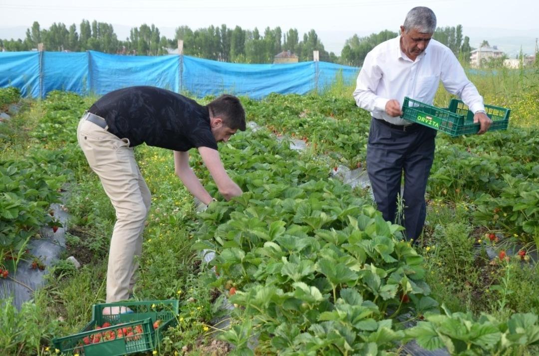 Muş ekonomisine &ccedil;ilek dopingi