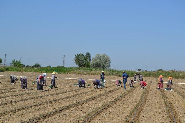 Salihli’de işçi ve biçerdöver fiyatları belirlendi