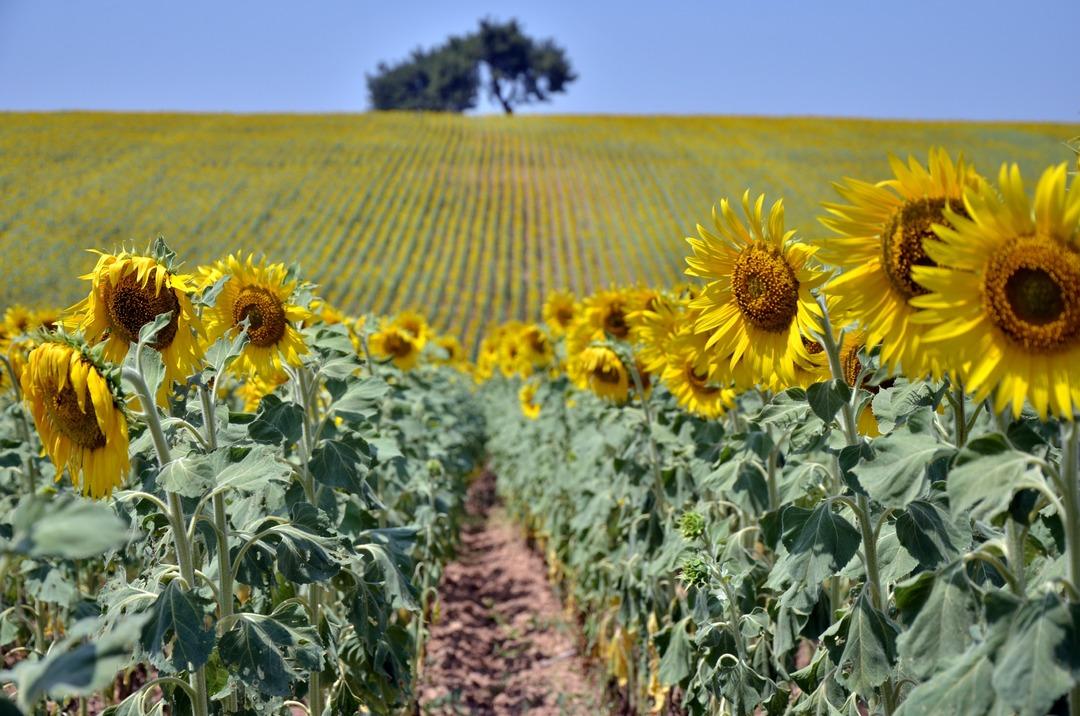  Adana&rsquo;da buğday yerini &lsquo;sarı altın&rsquo;a bırakıyor