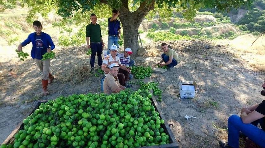 Aydın&rsquo;da ilekleme sezonu başladı