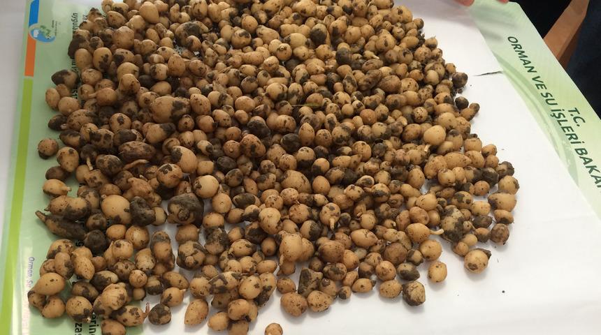 Ka&ccedil;ak yabani orkide toplayan 2 kişiye 120 bin TL ceza