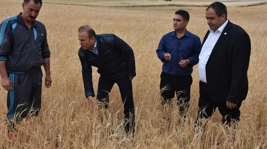 Aksaray&rsquo;da dolu tarım arazilerine zarar verdi