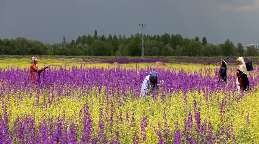 Bozkır&rsquo;da a&ccedil;an &ccedil;i&ccedil;ekler Bayburt&rsquo;a renk kattı