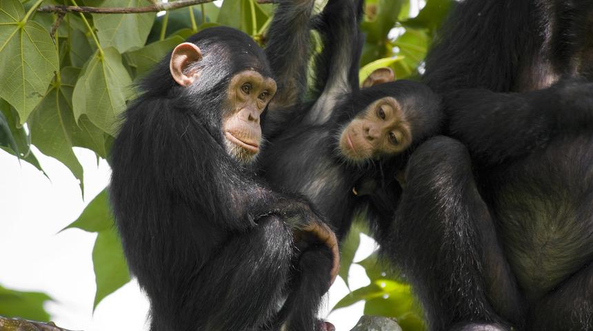 Zenginlerin yeni d&uuml;şk&uuml;nl&uuml;ğ&uuml;: Şempanze eti