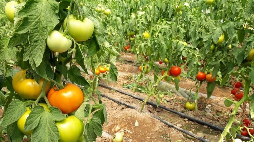 B&uuml;y&uuml;kşehirin y&uuml;zde 75 hibe destekli seraları &uuml;reticinin y&uuml;z&uuml;n&uuml; g&uuml;ld&uuml;r&uuml;yor