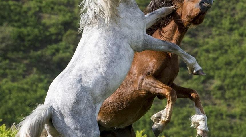 Bir dişi i&ccedil;in savaştılar! İnanılmaz anları o fotoğrafladı 