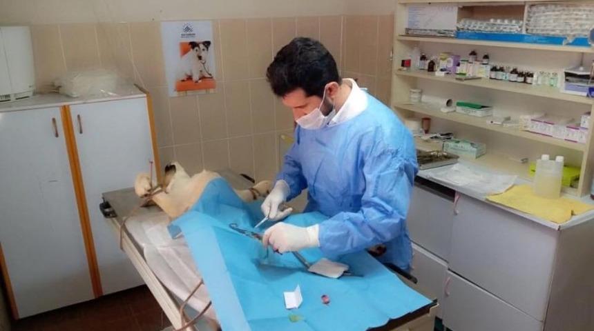 Sokak hayvanlarına y&ouml;nelik &ccedil;alışmalar s&uuml;rd&uuml;r&uuml;l&uuml;yor