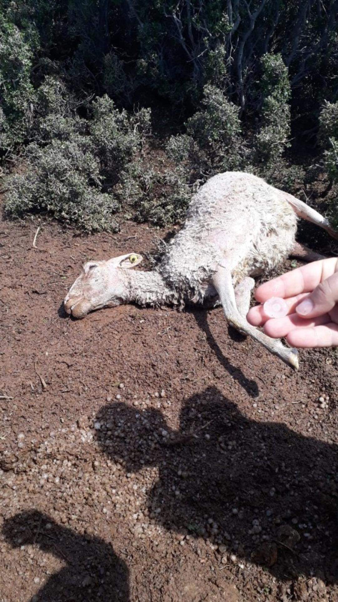 Sel nedeniyle 25 k&uuml;&ccedil;&uuml;kbaş hayvan telef oldu