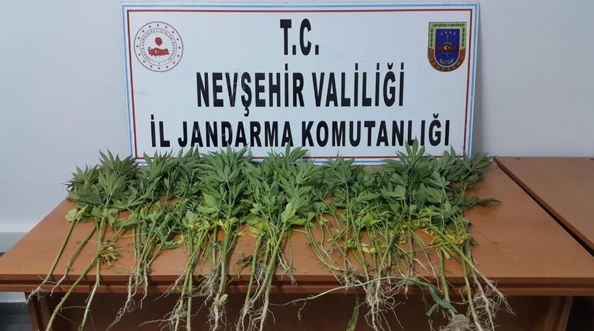 &Ccedil;ardak k&ouml;y&uuml;nde 81 k&ouml;k Hint keneviri ele ge&ccedil;irildi