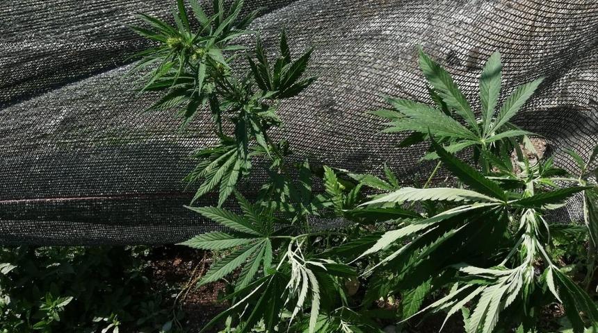 Evinin bah&ccedil;esinde kenevir yetiştirdi