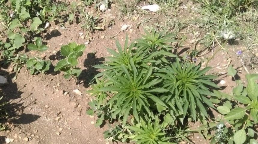 Niğde&rsquo;de bir eve d&uuml;zenlenen operasyonda 262 k&ouml;k kenevir ele ge&ccedil;irildi