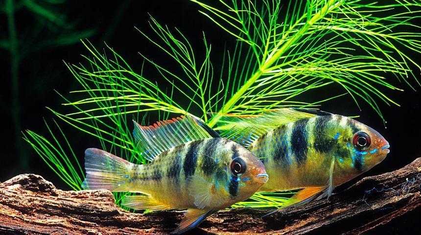 Sevdiğinden ayrı d&uuml;şen dişi zebra ciklet balıkları 'mahzunlaşıyor'