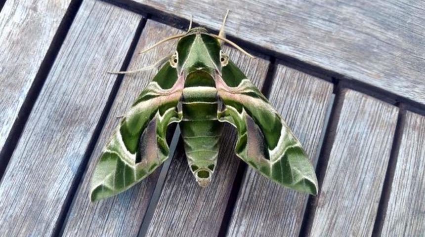 Bodrum'da nadir rastlanan mekik kelebeği g&ouml;r&uuml;ld&uuml;