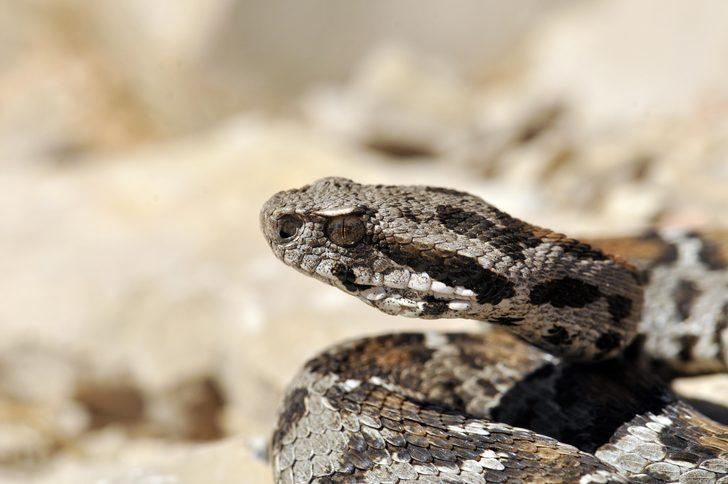 Nesli tehlikede olan beyazbantlı dağ engereği Nemrut'ta ortaya çıktı G1