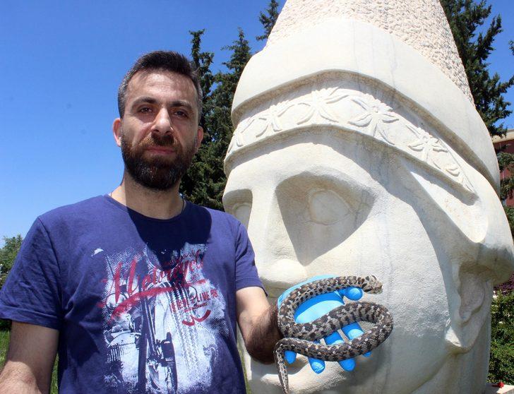 Nesli tehlikede olan beyazbantlı dağ engereği Nemrut'ta ortaya çıktı G2