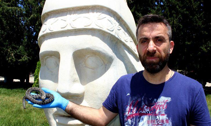 Nesli tehlikede olan beyazbantlı dağ engereği Nemrut'ta ortaya çıktı G4