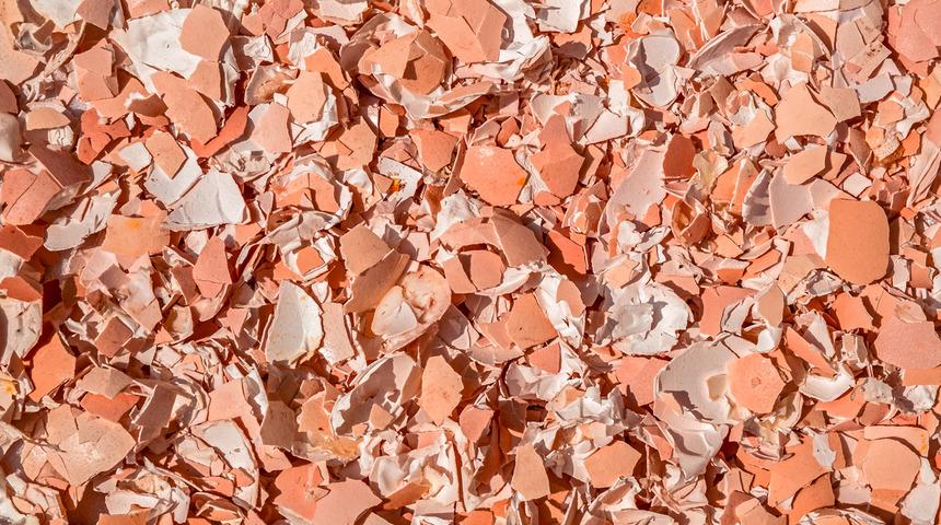 Bir daha asla yumurta kabuklarını atmamanız için 4 neden