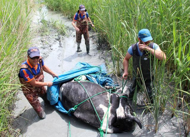 Bataklıkta 15 saat mahsur kalan ineği AFAD kurtardı