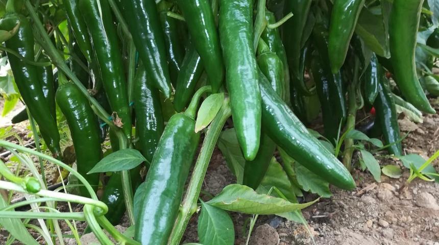 Acısıyla şifa kaynağı: Samandağ biberi