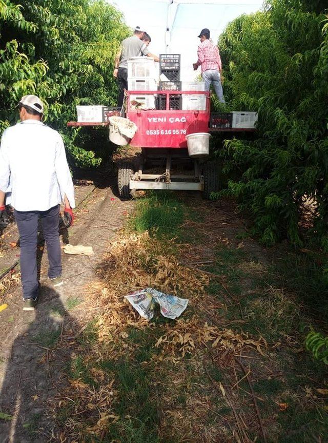 Hatay’da nektarin hasadı başladı