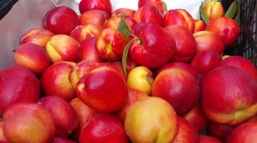 Hatay&rsquo;da nektarin hasadı başladı