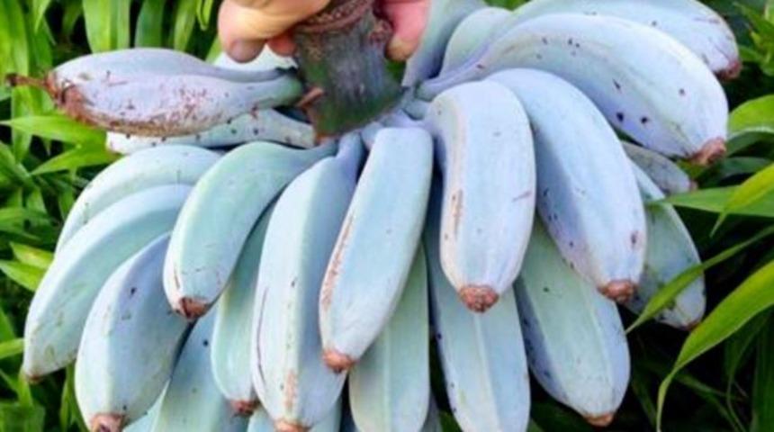 Bu mavi java muzun tadı vanilyalı dondurma gibi!