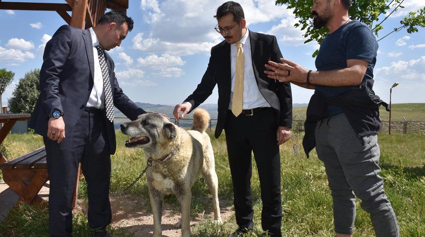Kangal K&ouml;peği Merkezi'nin standartları y&uuml;kseltilecek