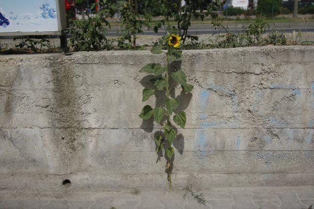 Kaldırımda yetişen ayçiçeği görenleri şaşırtıyor