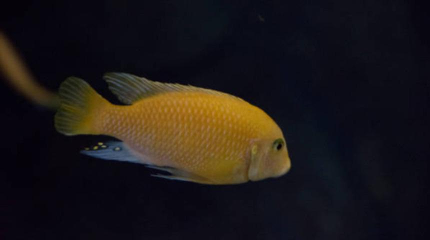 Balıklar aşık olur mu?