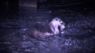 Su Samuru, balık yerken görüntülendi