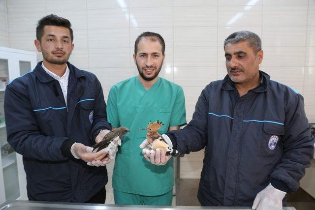 Yaralı Ebabil ve İbibik kuşu, tedavi altına alındı