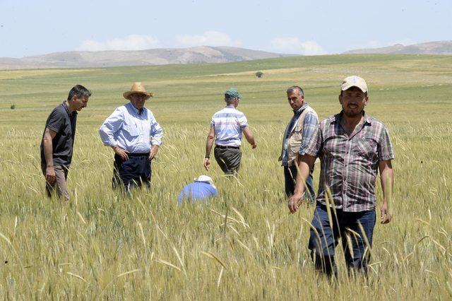 Yozgat'ta hububat üretiminde 'süne böceği' alarmı