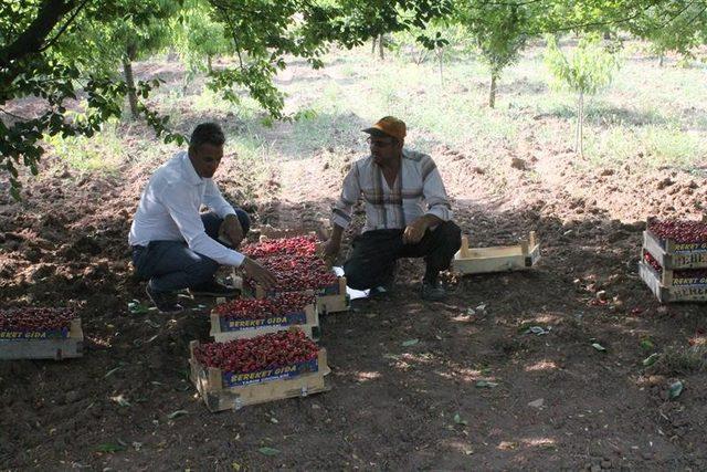 İl Müdürü Yoldaş, kiraz üreticileriyle bir araya geldi